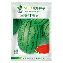 美农汇 小型礼品西瓜种籽山东全美2k4k小西瓜种子黄皮西瓜薄皮早春红玉小西瓜籽特色绿皮黄瓤西瓜种子 红玉西瓜种子100粒(薄皮甜脆)