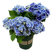 耐寒无尽夏八仙花绣球花苗盆栽花卉观花植物室内花卉四季开花 天蓝 3年苗当年开花【买3颗送1】