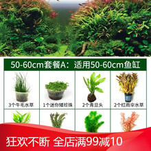 鱼缸活体水草植物造景懒人增氧莫斯种子淡水水榕中后景真装饰套餐 50-60套餐A