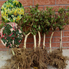 金银花苗 盆栽老桩金银花树苗别墅庭院爬藤植物绿植爬墙花卉攀爬四季红色金银花开树木室内阳台盆栽大苗 彩 红黄白金银花4年 裸根不含盆
