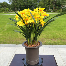 兰花苗盆栽浓香型大花蕙兰墨兰室内花卉绿植当年开花花卉绿植好养活兰花植物 皇太子 2苗【明年开花】肥料生根粉说明书