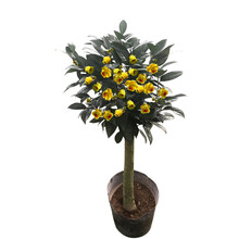 现货 京东云仓发货 防城黄樽金花茶树苗盆栽茶花原生嫁接苗庭院冬季开花耐寒 防城金花茶4.5年55-65cm三分支 不含盆