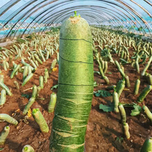 寿禾 正宗潍县青萝卜种子高脚青潍坊水果萝卜种籽生食甜脆山东特产罗卜蔬菜菜籽 【高产】改良潍县萝卜种子30g