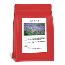 泰西丝  户外耐寒花种子四季开花路边室外庭院多年生混合野花组合花种花籽花草种子 二月兰250克