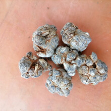 云南文山正宗春三七头(田七头) 100克 250克 500克可代切片 30头带剪口500克 三七(整头)