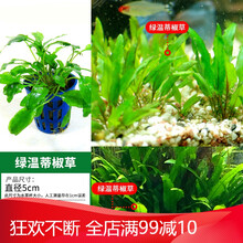 椒草活体真水草椒榕绿温蒂椒红椒青椒咖啡椒鱼缸装饰造景可绑沉木 【中景】绿温蒂椒