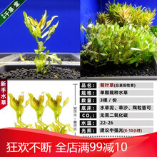 新手懒人活体淡水鱼缸水族箱装饰增氧中后景水草造景植物套餐 菊叶草3棵一份 - (同款拍2发3)