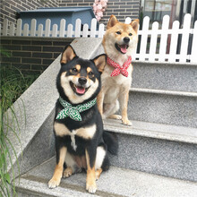 柴柴 唐草棉围巾和风日系泰迪柴犬围巾宠物猫咪狗狗配饰柠檬巾秋冬季围巾围脖蝴蝶结领节饰品 绿唐草 L(脖围40-45cm)参考9-14KG