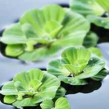 [京选推荐]水芙蓉水葫芦水培植物铜钱草净化水质养龟鱼缸水草浮萍水养小绿植 水芙蓉30株装(铜钱草)
