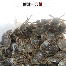 鲜美惊 螃蟹鲜活一元蟹河蟹小毛蟹小螃蟹活体蟹全公母0.3-0.8两只 香辣酱料包(赠蟹不包含赔付)