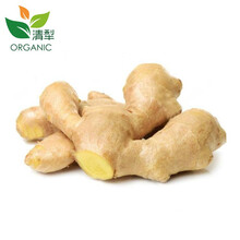 清犁 有机大姜 生姜/老姜 新鲜蔬菜 调味蔬菜 500g