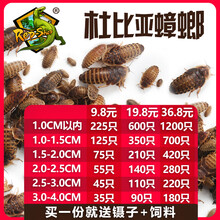 杜比亚蟑螂繁殖组幼体蜥蜴守宫乌龟龙鱼活饵饲料超樱桃蟋蟀 1-1.5cm300只（下面论斤更划算）