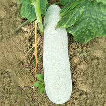 寿禾 小冬瓜种子节瓜台湾嫩瓜老瓜都好吃种业春夏秋季播种疏蔬莱菜子菜种籽家庭种植四季易种菜瓜菜籽菜仔 365冬瓜种子 30粒（10粒x3包）