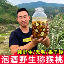 秦岭东段无毛小泥猴桃纯野生猕猴桃新鲜奇异果孕妇水果可泡酒 野生猕猴桃2250g 【小果】单果15-25g