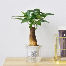 蝴蝶之舞 绿植花卉发财树豆瓣绿袖珍椰子室内好养小绿植自吸水培植物盆栽懒人花卉桌面组合 发财树 带盆栽好