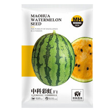 美农汇 小型礼品西瓜种籽山东全美2k4k小西瓜种子黄皮西瓜薄皮早春红玉小西瓜籽特色绿皮黄瓤西瓜种子 中科彩虹100粒(花皮橘肉)