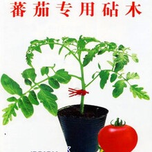 砧木种子 番茄砧木种籽 抗青枯 根腐病 枯萎黄萎病抗死棵 钢木1号 钢木一号1000粒原装