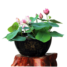 美外 碗莲种子 水培  碗莲荷塘泥土培肥料盆花苗 纯露30粒(荷塘泥+营养液+盆)