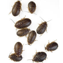 杜比亚蟑螂活体幼体繁殖组蜥蜴龙鱼守宫变色龙活饵饲料超樱桃蟋蟀 3-4厘米(50只/份)