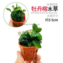 懒人速成造景淡水植物活体真水草爬地矮珍珠趴大鱼缸阴性套餐前景 牡丹榕杯装