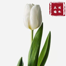 点播园林 进口荷兰郁金香耐寒种球家庭园艺盆栽公园绿化郁金香种球 Y4+肥料+8个种球