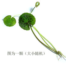 鱼缸浮萍水草活体水生植物浮性除NO3净化水质微景观水族箱满 龟背荇菜