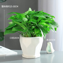水培植物玻璃绿萝盆栽室内办公室花卉绿箩长藤垂吊净化空气水养四季水生加厚玻璃瓶水培 大绿萝360绿萝 土养绿萝/白色050陶瓷盆 含盆