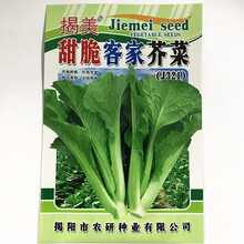揭美 甜脆客家芥菜籽 四季甜芥菜竹芥 大肉甜油芥芥菜种子 阳台盆栽易种 腌制酸菜泡菜蔬菜种子 揭美甜脆客家芥菜种子 彩包20克