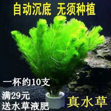 【水草活体真水草】好养耐活真水草植物绿菊鱼缸水草鱼缸水族箱造景装饰 绿菊花一杯10支左右(+固定磁环)