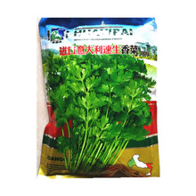 抗热大叶香菜籽芫荽种子山东老品种大叶香菜种籽味道自然香浓 意大利速生原装500g