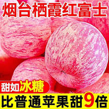 荔口福山东苹果烟台苹果黄金奶油富士脆甜多汁冰糖心苹果栖霞红富士平果 烟台栖霞红富士【9斤】毛重 大果【果径80-85mm】