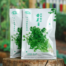 寿禾蔬菜种子批发山东寿光青菜四季冬季播种蔬菜之乡品质种籽高产优质阳台大田春季菜籽 寿禾农家小叶香菜种子 50g（约4000粒）