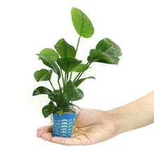 鱼缸懒人水草植物活体淡水有茎草缸造景水族箱中后景水草套餐 大叶榕2颗(+水草沉底杯)