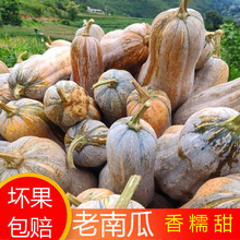 云南老南瓜超甜糯黄南瓜农家种植长南瓜宝宝辅食南瓜 老南瓜7-8斤左右