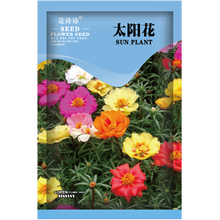 花诗诗 室外矮生花卉种子重瓣太阳花混色四季种易活花种子松叶牡丹阳台盆栽花草种子半枝莲花籽午时花种籽 重瓣太阳花种子  混色型 2克约2万粒 厂商封装