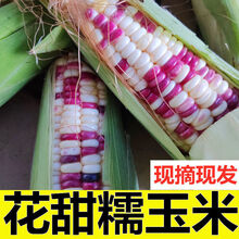 【现摘】新鲜花糯玉米苞米苞谷黏粘玉米棒9斤10-15根5斤 玉米 新鲜现摘5斤