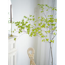 多瑙梦日本吊钟进口鲜切枝条水培家居室内陈列网红植物水养马醉木 吊钟90-110公分/1枝 店长推荐 裸根不带土