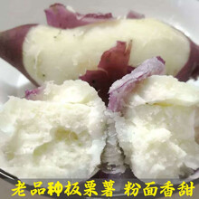 2021年新薯！老品种牛奶板栗薯新鲜栗子白薯沙地红薯香薯粉面白心地瓜白瓤黄心5斤10斤番薯山芋爆皮王 老品种牛奶白心大果9斤