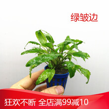 水草造景前景草大全爬地珍珠小红椒迷你皇冠牛毛草椒草活体水草 明黄色 绿皱边一杯