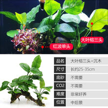 大九叶皇冠草真水草鱼缸装饰活体懒人水草淡水有茎类中后景阴性草 【三头大叶榕】