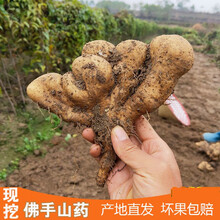 2021湖北武穴正宗佛手山药新鲜现挖淮山药天然农特产 3斤