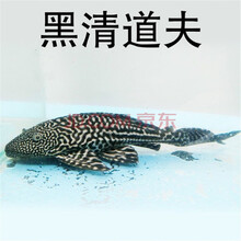 清道夫鱼 吃垃圾鱼 底沉鱼工作鱼珍珠鼠鱼底栖淡水鱼 青苔鼠 小型热带鱼 观赏鱼 活体鱼 13-15公分黑清道夫