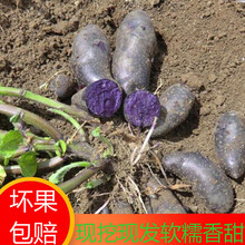 甘肃黑土豆新鲜马铃薯黑金刚美人紫皮洋芋种子含花青素五斤 二两以上黑土豆中果5斤装