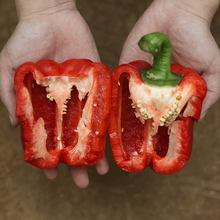 寿禾 盆栽蔬菜苗大全菜苗秧苗子水果阳台薄荷种菜春季茄子苗辣椒苗番茄苗秧苗山东寿光蔬菜之乡草莓水果瓜果 红甜椒苗 6棵