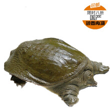 现杀新鲜甲鱼水鱼王八真空包装鲜活杀好食用开袋即煮 新鲜甲鱼3斤现杀真空包装