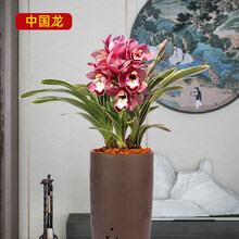 金边矮种兰花盆栽四季兰花墨兰 凤凰冠 室内植物盆栽 中国龙5苗连体 不含盆