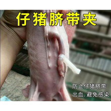 猪场用品 养猪设备 兽用仔猪用脐带夹小仔猪护脐带夹剪断齐断脐扣 1包(100个)