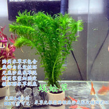 [京选推荐]鱼缸中后景水草懒人活体植物淡水有茎绿菊蜈蚣青竹血心兰 蜈蚣草3杯30支