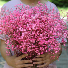 干花真花风干满天星花束包装人家居摆设客厅 粉满天星 大束(无)长65cm