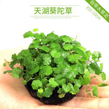 大九叶皇冠草真水草鱼缸装饰活体懒人水草淡水有茎类中后景阴性草 天湖葵陀